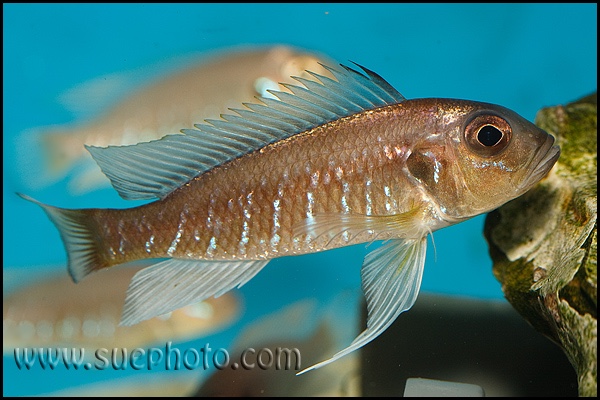 Triglachromis otostigma